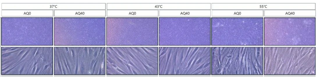 Fibroblasts after 5 minutes at 37, 43 and 55 °C, without (AQ0) and with AQ (AQ40) — light microscopy