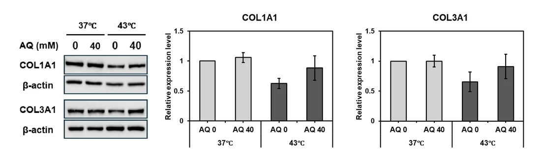 Collagen type I and III (COL1A1, COL3A1) protein after 43 °C heat, with and without AQ — Western blot